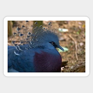 Closeup of an exotic pigeon Sticker